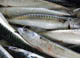 Atlantic Mackerel