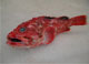 Red scorpionfish 