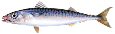 Atlantic Mackerel