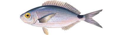 Saddled Seabream