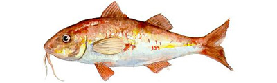 salmonete