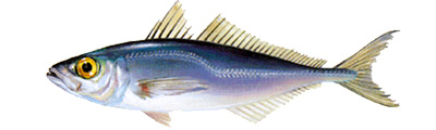 Horse atlantic Mackerel 