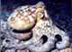 Common Octopus 