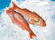 Striped red mullet